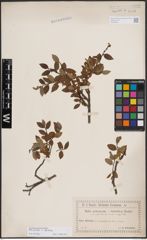 Foto von Salix foetida Schleich. ex DC. x Salix helvetica Vill.